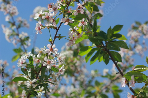 tree blossom