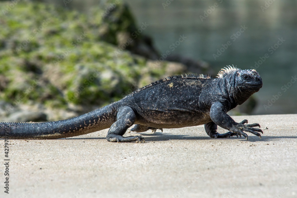 Marine Iguana on Isabela Island Galapagos