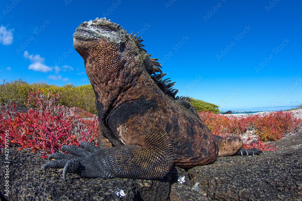 Fototapeta premium Marine Iguana on Isabela Island Galapagos