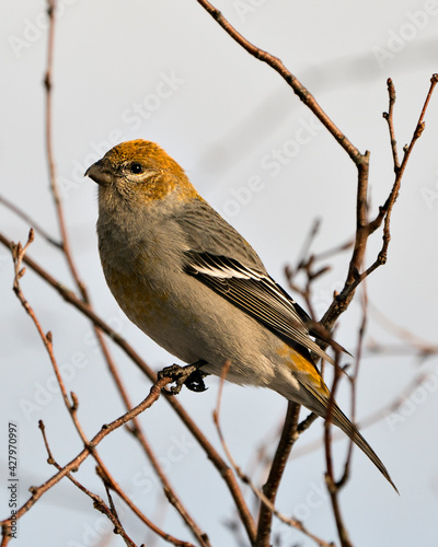 Pine Grosbeak Stock Photo. Pine Grosbeak close-up profile view, perched with a blur background in its environment and habitat. Image. Picture. Portrait