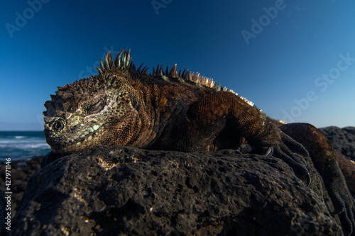 Marine Iguana on Isabela Island Galapagos
