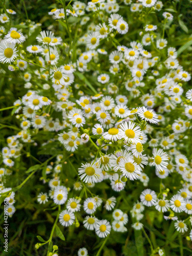 Chamomile or daisy flower on the green natural background, close up image