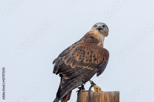 A long legged buzzard (Buteo Rufinus) perched on a pole showing off its wing feathers in conservation center © KingmaPhotos