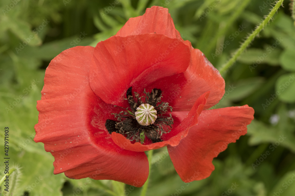 Papaver rhoeas Flanders corn field or common poppy beautiful flower of intense red color with black stamens, green buds with spiky bristles and green capsule with purple pollen Papaver rhoeas Flanders corn field or common poppy beautiful flower of intense red color with black stamens, green buds with spiky bristles and green capsule with purple pollen