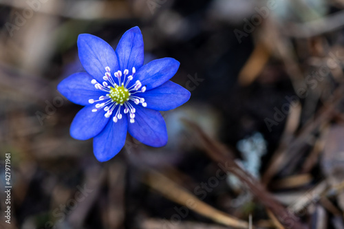 Картината върху платно Anemone hepatica ( Hepatica nobilis), the common hepatica, liverwort, idneywort or pennywort, a species of flowering plant in the buttercup family Ranunculaceae