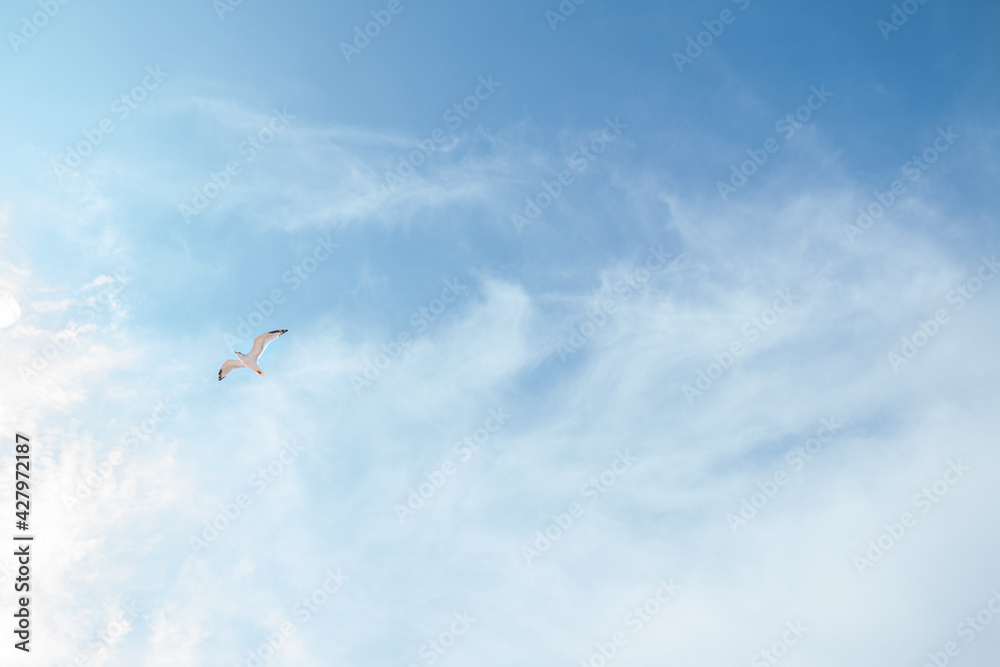 Fototapeta premium Seagull flying in blue sky