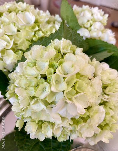 Green and white hydrangeas in a vase. 
