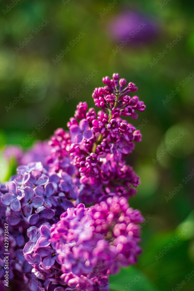 Close-up photo flowers purple lilac tree nature spring garden Close-up photo flowers purple lilac tree nature spring garden