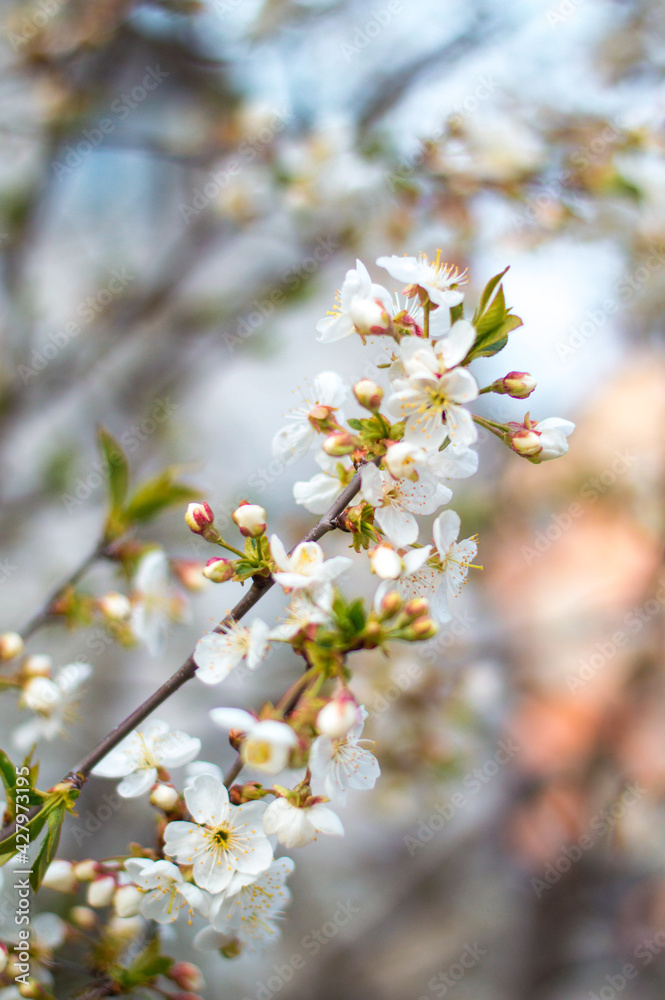 Close-up photo white flowers sakura cherry tree nature spring garden Close-up photo white flowers sakura cherry tree nature spring garden