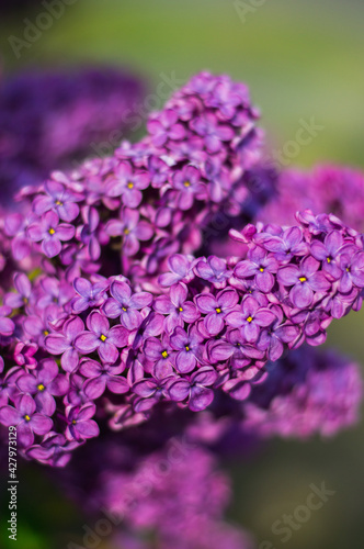 Close-up photo flowers purple lilac tree nature spring garden 