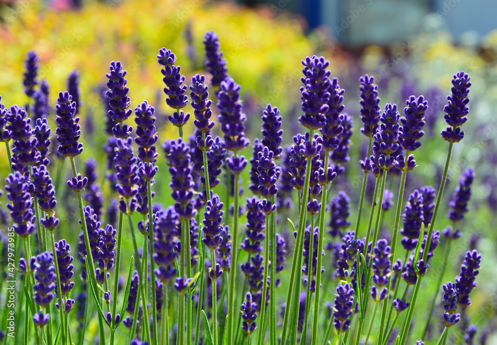 Obraz premium lawenda wąskolistna , lavender, Lavandula angustifolia, lavender on a yellow background 