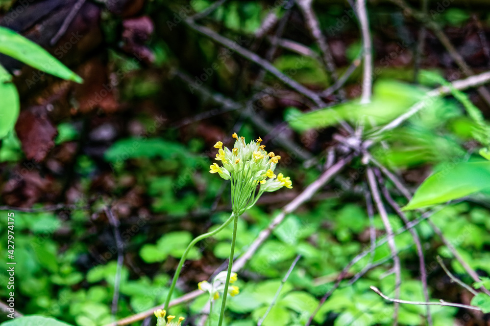 young grass among the spring trees young grass among the spring trees