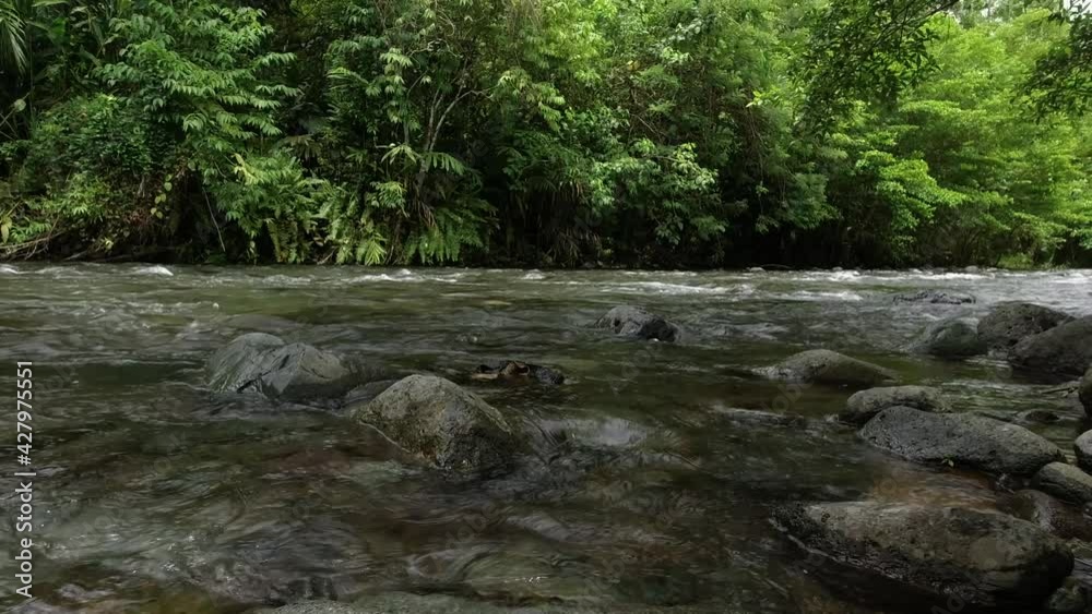 Low shot of a peaceful river in the islands of Papua New Guinea Low shot of a peaceful river in the islands of Papua New Guinea