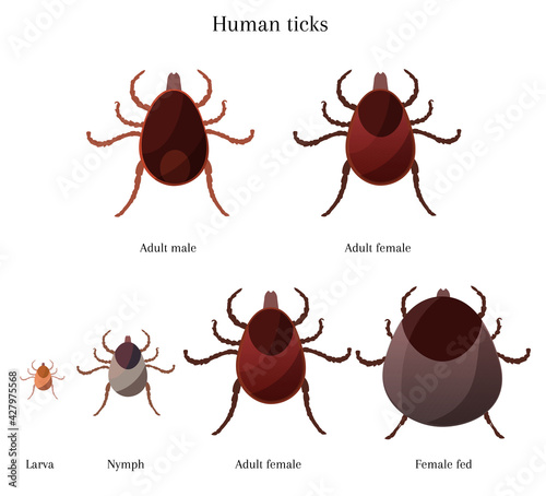 Stages of tick development, adult female, male, larva, nymph, fed female tick, information about ticks, vector illustration photo