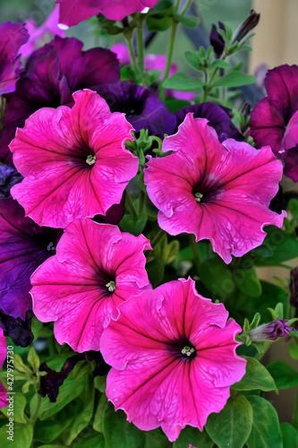 Blossoming pink and purple petunia flowers in garden close up - beautiful bright floral summer background. Blooming surfinia - gardening or floriculture concept. Selective focus