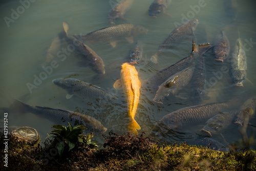 Golden koi carp. Japanese fish swimming underwater in pond, water, lake surrounded by black koi.