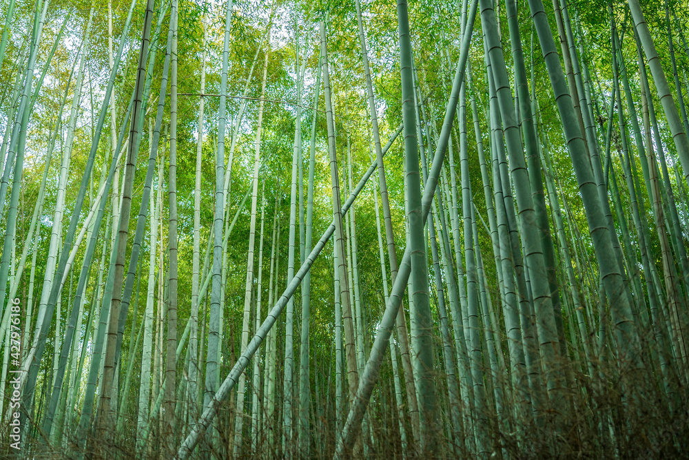 Green bamboo forest background in Arashiyama, near Kyoto, Japan. Green bamboo forest background in Arashiyama, near Kyoto, Japan.