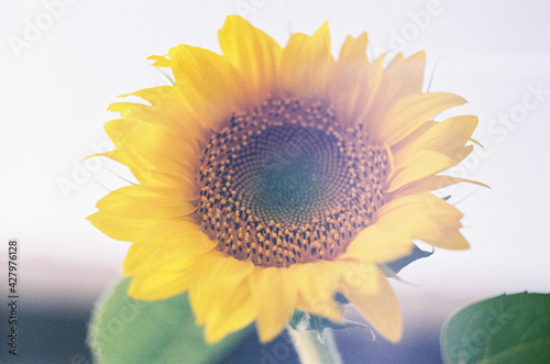 Blooming sunflower. Soft focus