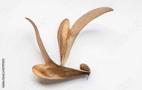 A blur of brown dry field tread on a white background. There is a round brown seed, creative nature in Dipterocarpus alatus photo