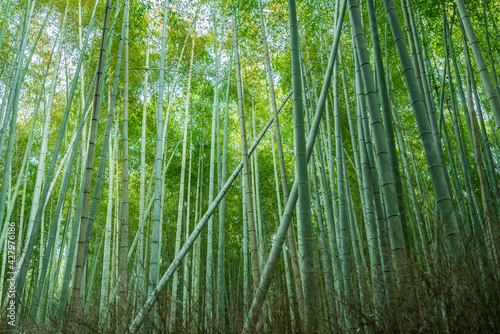 Green bamboo forest background in Arashiyama, near Kyoto, Japan. 