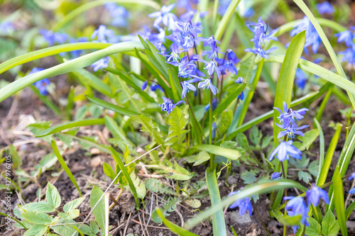 The first spring flowers scilla of blue in the forest among last year s foliage. blue flowers bluebell in garden.