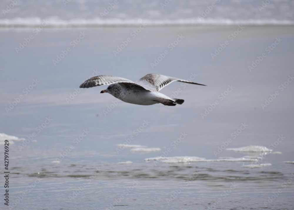 Naklejka premium Seagull