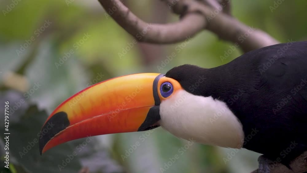 Handheld close up of a curious tropical toco toucan standing on a branch in nature then flying away. Slow motion. Handheld close up of a curious tropical toco toucan standing on a branch in nature then flying away. Slow motion.