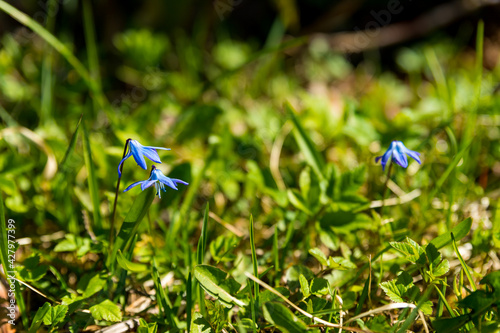 The first spring flowers scilla of blue in the forest among last year's foliage. blue flowers,bluebell in garden.