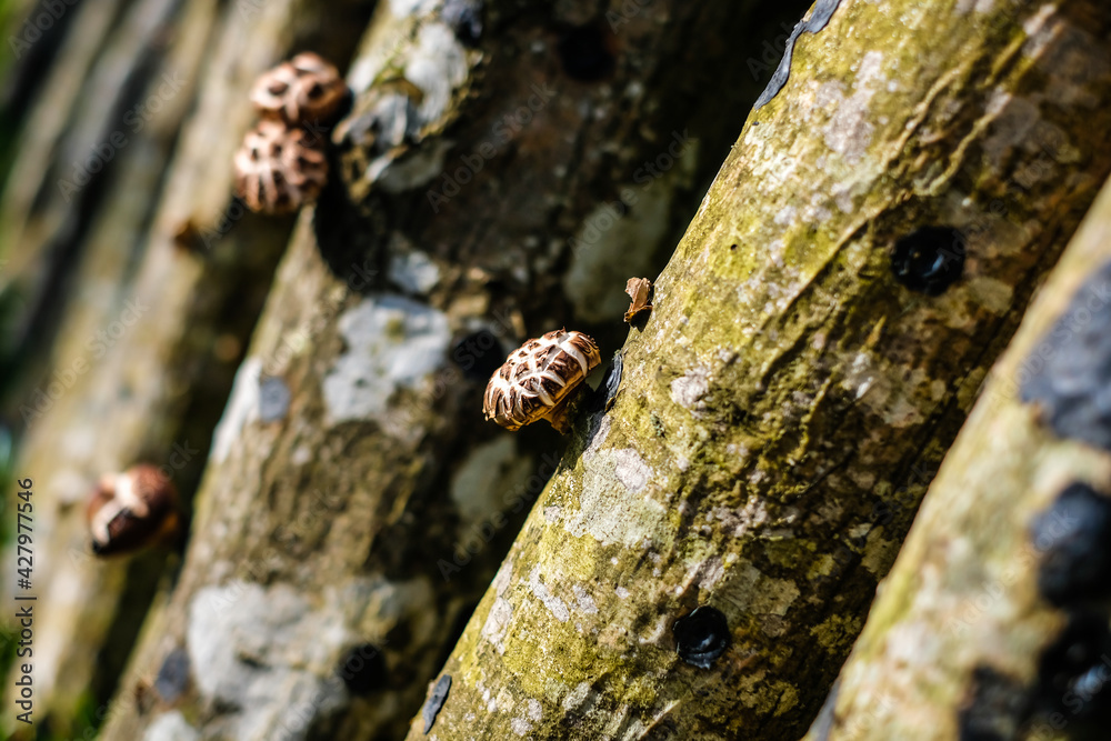 Shiitake mushroom growing on trees outdoors. Green farming. Cultivation and growth of the Shiitake mushrooms in Japanese technology on oak logs . Defocused Shiitake mushroom growing on trees outdoors. Green farming. Cultivation and growth of the Shiitake mushrooms in Japanese technology on oak logs . Defocused