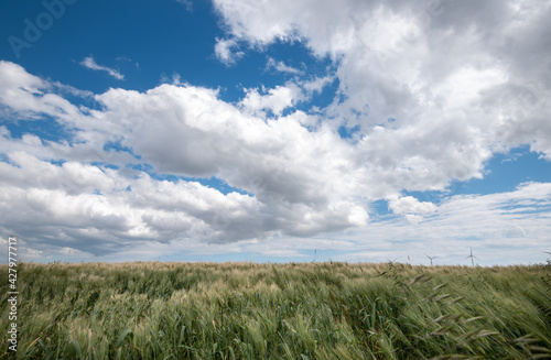 Green agriculture cereal field against cloud sky in spring