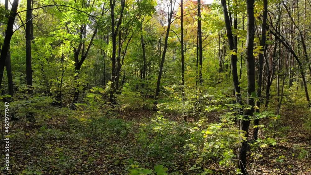 Beautiful trail in the autumn forest or park. Smooth movement Beautiful trail in the autumn forest or park. Smooth movement
