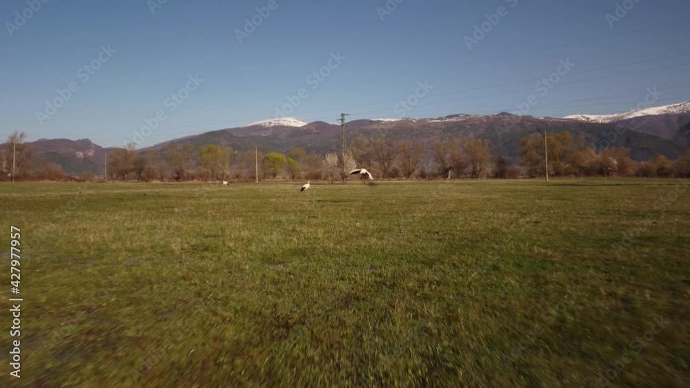 Stork takes off from a spring field 4k Stork takes off from a spring field 4k