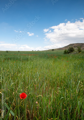 Grassland field full of red beautiful poppy anemone flowers in spring