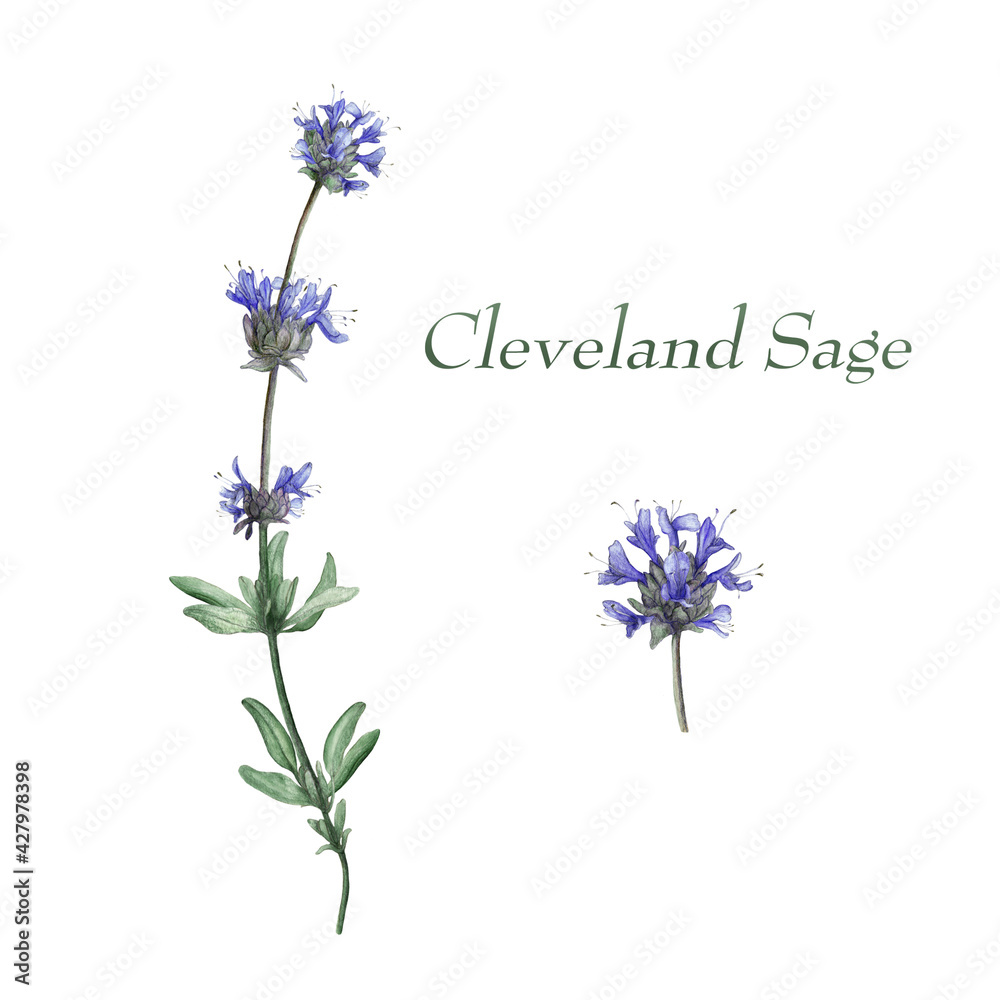 Obraz premium Watercolor isolated illustration of cleveland sage