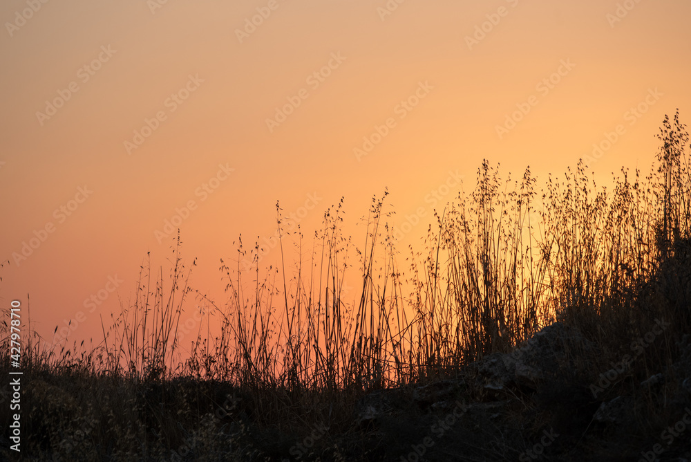 Bright sunrise in the field against clear orange sky