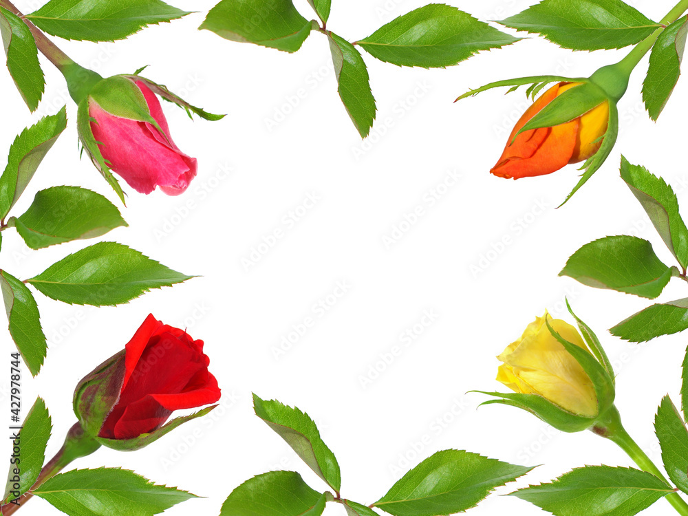 Frame of colorful roses and green leaves