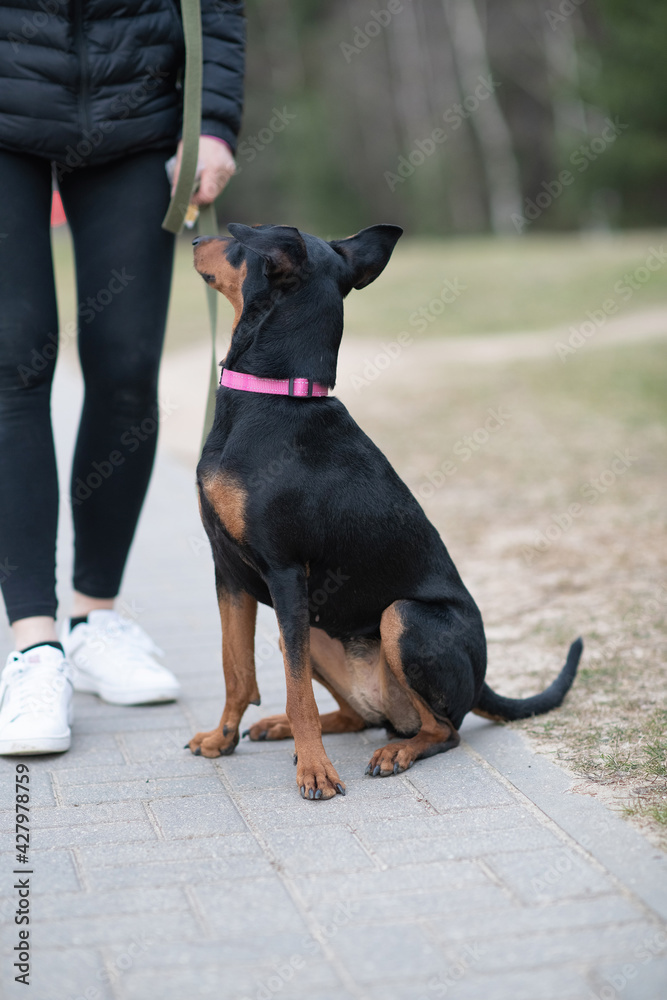 Young handsome German pinscher on a leash in cloudy weather. Young handsome German pinscher on a leash in cloudy weather.