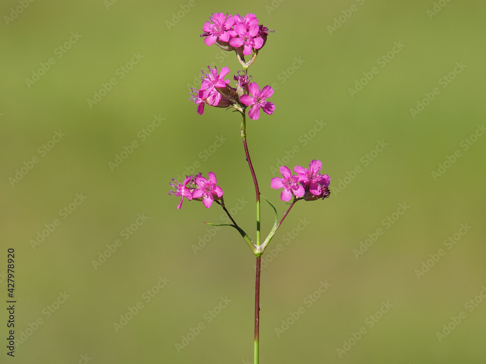 Fototapeta premium Pink flower of the sticky catchfly or clammy campion, Silene Viscaria