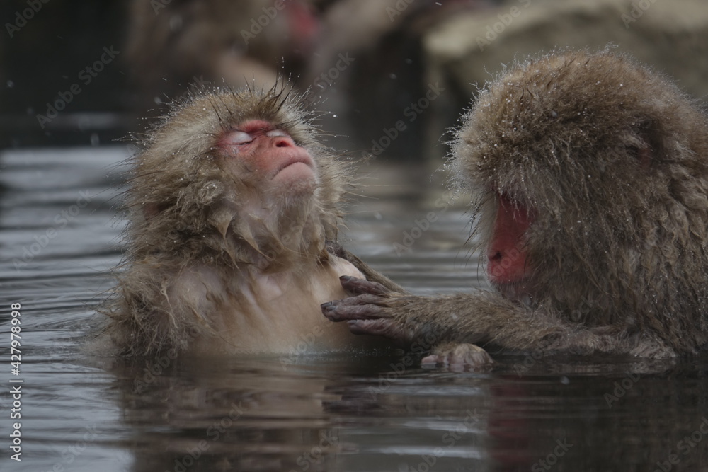 Naklejka premium Relaxed Snow Monkey in Japan