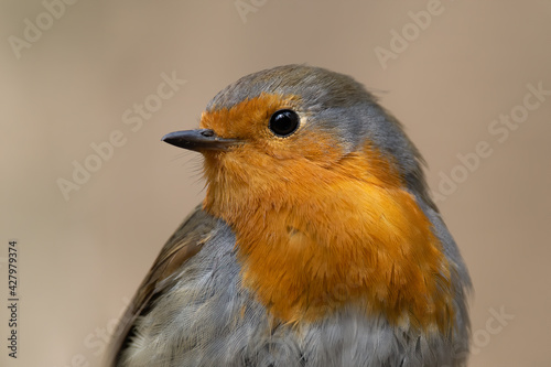 Close-up portrait of European robin (Erithacus rubecula). The bird is isolated on a light background