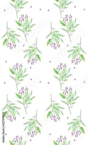 Salvia. Seamless background with Hand drawing sketch