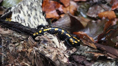 Beautiful salamander lizard with black skin and yellow spots on the body. Close up view of the beautiful salamander lizard