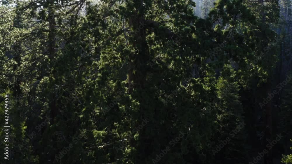 Rays of sunlight through trees in Sequoia National Forest, California. Aerial backward Rays of sunlight through trees in Sequoia National Forest, California. Aerial backward