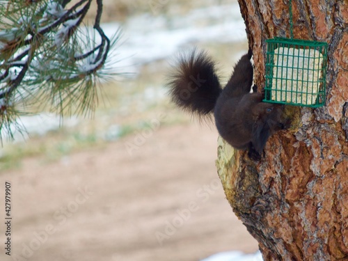 Abert's squirrel getting a snack from a feeder photo