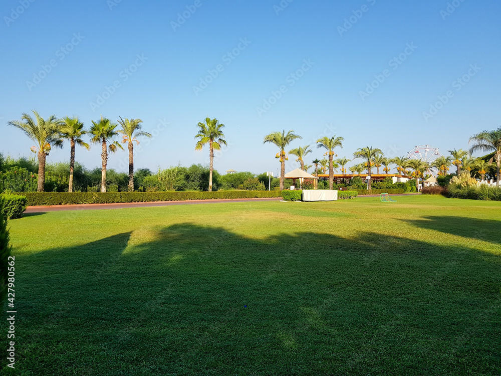 Green lawn covered with grass against the backdrop of trees on a cloudless sunny day. Green lawn covered with grass against the backdrop of trees on a cloudless sunny day.