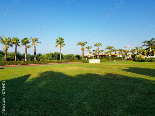 Green lawn covered with grass against the backdrop of trees on a cloudless sunny day.