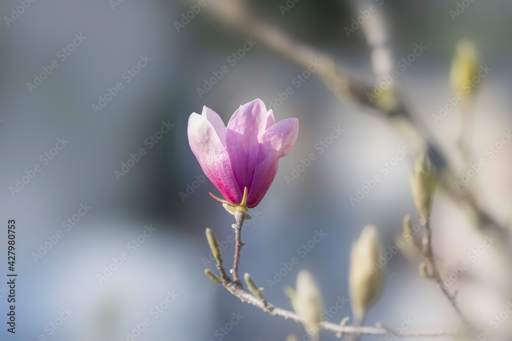 Fresh Magnolia flower appears in early spring time Fresh Magnolia flower appears in early spring time