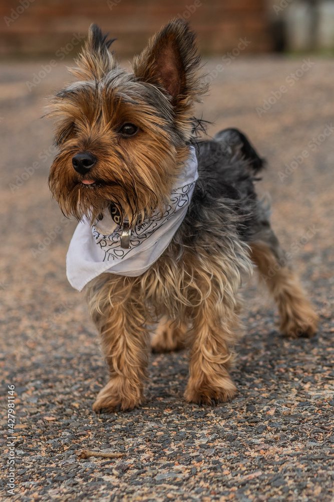 Perro Yorkshire Terrier