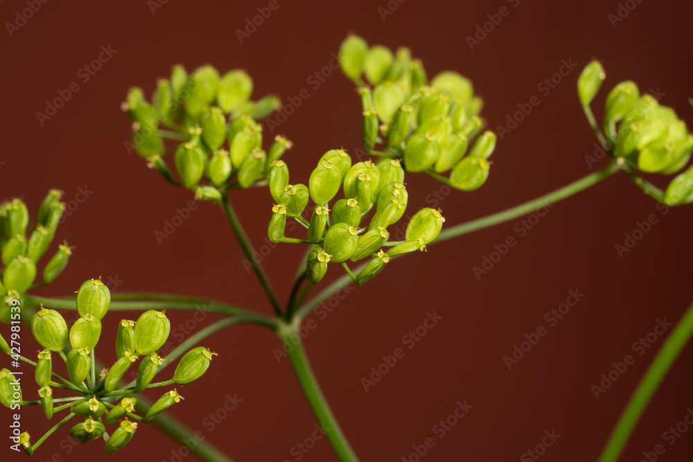 Wild parsnip seeds. Pastinaca sativa or poison parsnip, close-up. Wild parsnip seeds. Pastinaca sativa or poison parsnip, close-up.