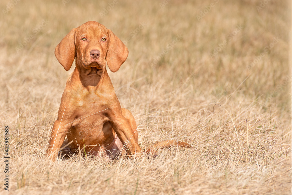 Magyar Vizsla Welpe